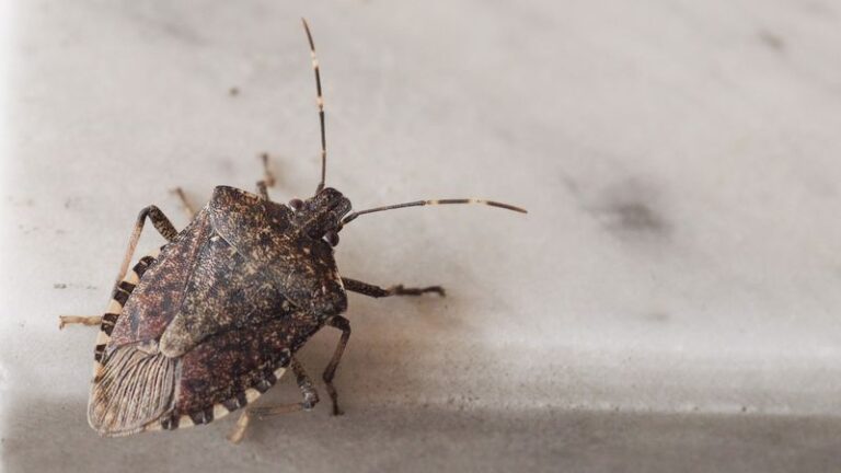 A Simple Soapy-Water Light Trap May Catch Stink Bugs Already Inside