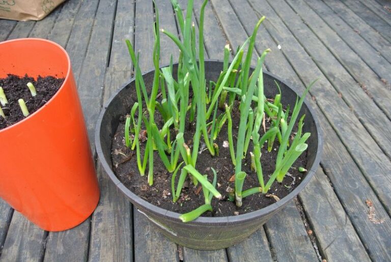 Can North Carolina Gardeners Start Container Scallions in Late October? A Region-by-Region Guide