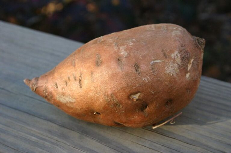 The Curing Mistakes That Leave North Carolina Sweet Potatoes Bland Or Rotting By Christmas