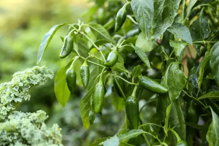 Your Pepper Plants Are Loaded With Green Fruit: How To Protect The Harvest Before The First Frost