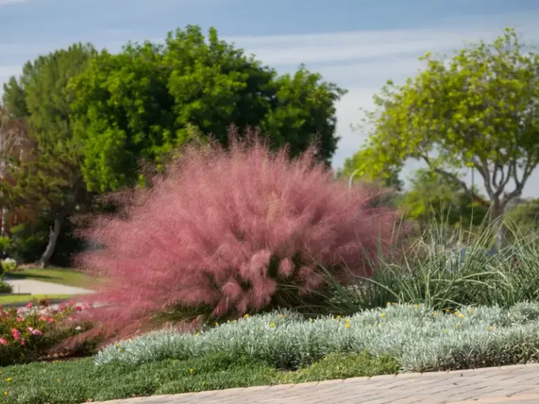 These North Carolina Native Plants Soften Your Driveway Edge Better Than Monkey Grass Borders Ever Did