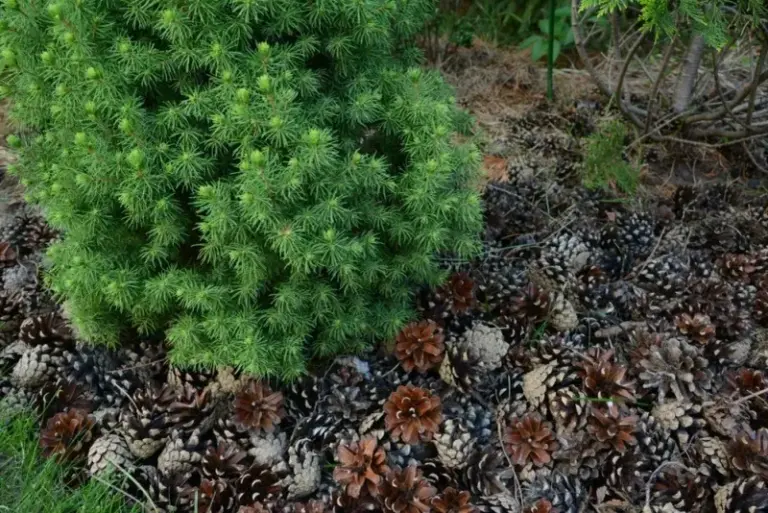 Can You Use Pine Cones in North Carolina Garden Beds? What the Evidence Says