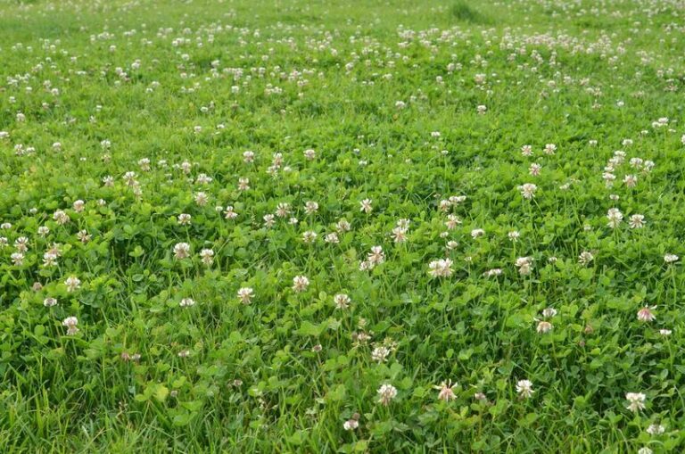 White Clover Spreading Through Your Lawn May Be Sharing Some Nitrogen With Your Grass, Here’s What to Know