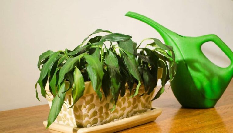 Could Carrying Your Summer Watering Schedule Into Fall Leave Your Peace Lily Droopy And Yellow?