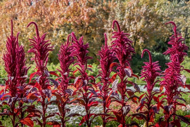 Amaranth in the Backyard: Edible Seedlings, Leaves, and Seeds From the Right Type