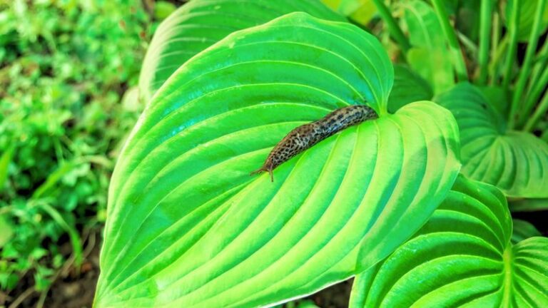 Is a Slug Chewing Holes in Your Hostas? How to Investigate After Dark and Manage the Damage