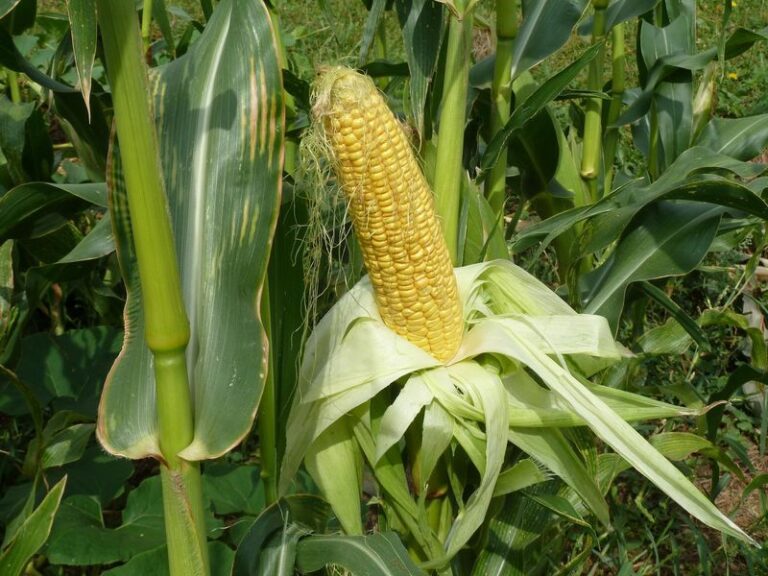 How Many Plants Per Person You Actually Need – 15 Vegetables Sized For Next Year’s Garden