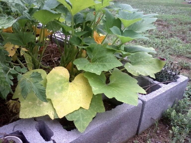 If Your Squash Leaves Are Turning Yellow, Check This One Routine Before Anything Else