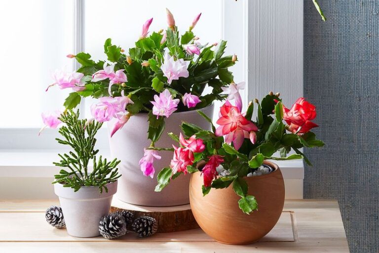 How To Support Your Christmas Cactus So It Has the Best Chance To Flower
