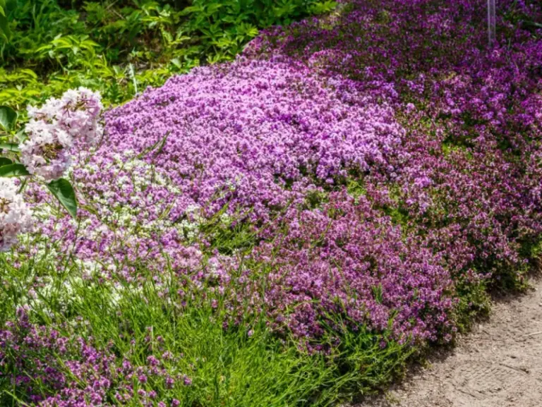 Creeping Thyme Can Help Limit Weeds Around North Carolina Flower Beds Once It Fills In