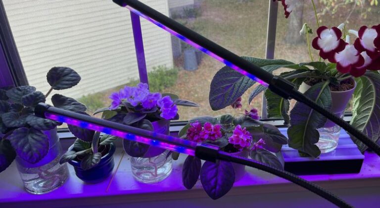 Your African Violets Stop Blooming Indoors This Winter Unless You Know These 13 Things