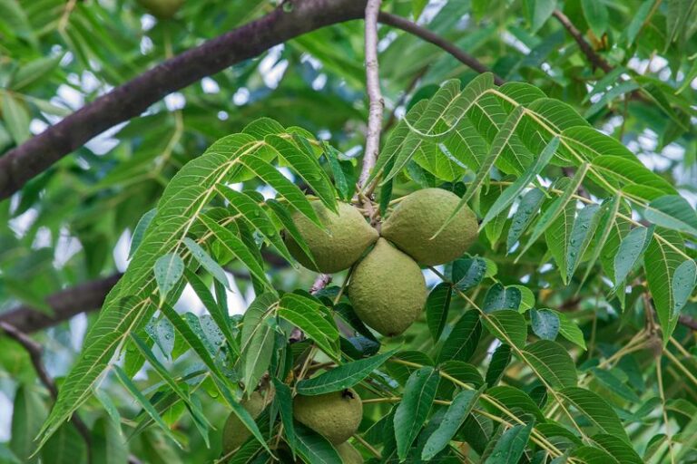 Got A Black Walnut Tree Nearby? Why Your Tomato Bed May Struggle, and What to Check