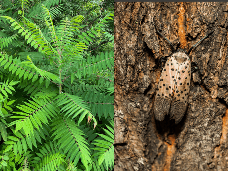 Tree-of-Heaven and Spotted Lanternflies in North Carolina: How to Spot the Tree and Plan Winter Scouting