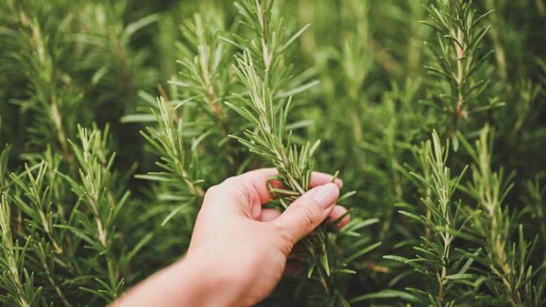 Does Rosemary By Your Door Repel Mosquitoes Or Sharpen Your Memory?