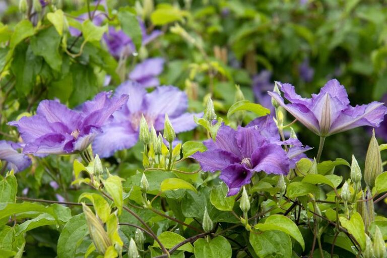 If Your Clematis Blooms Looked Smaller And Paler This Year, Here’s What To Do Before Winter