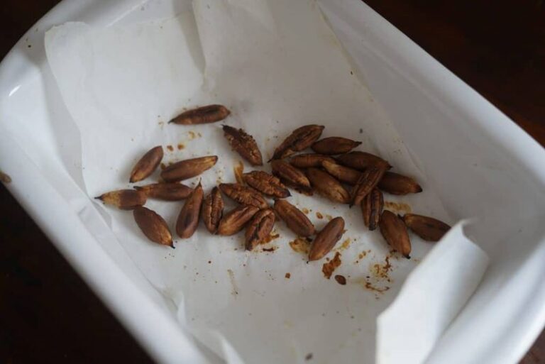 Those Date Seeds You Toss Out Roast Into A Rich Coffee Most People Have Never Tasted