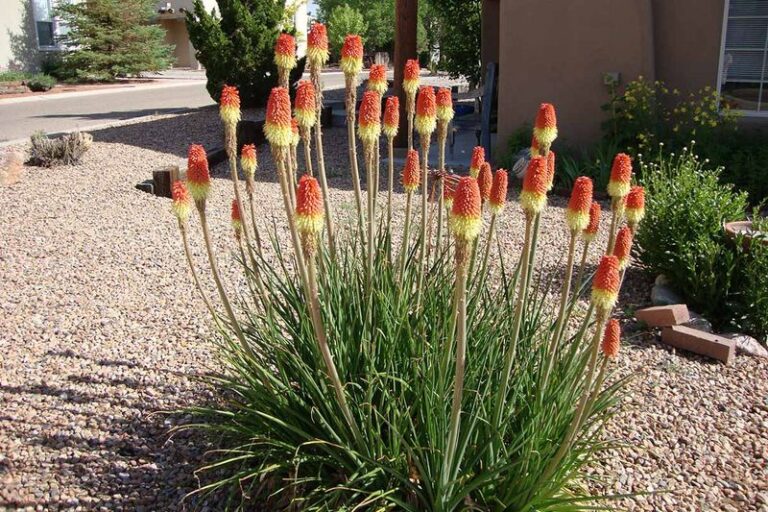 Red Hot Pokers Tolerate Dry Spells and Deer Better Than Wet Feet: Where to Plant Them