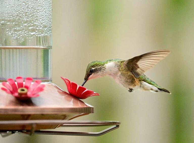 Hummingbirds Gone For The Season? 11 Things To Do With Your Feeder Before You Pack It Away