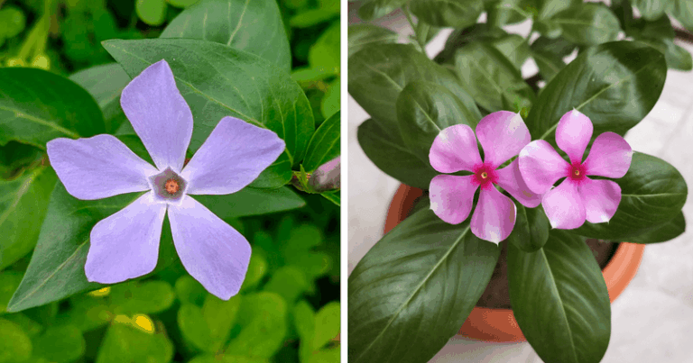 That Vinca Groundcover Carpeting Your Shady Bed Has A Cousin That Helped Create Real Cancer Drugs