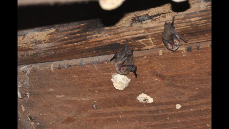 Spotting A Little Brown Bat Under Your North Carolina Eaves This Late In The Year Means You Should Leave It Alone