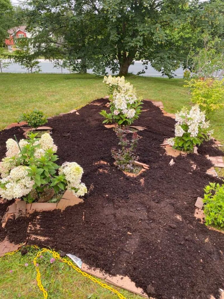 The One Hydrangea Chore Before Frost That Makes Next Spring’s Blooms Noticeably Bigger