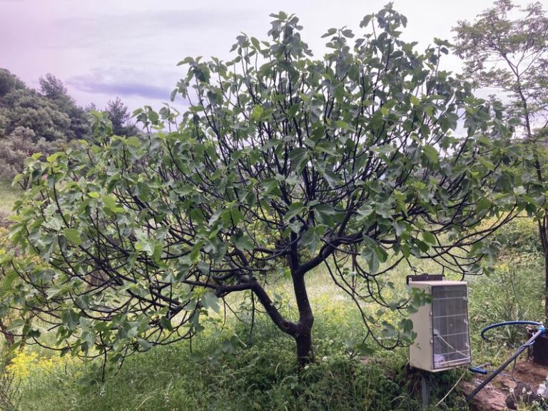 Before You Prune Your Fig Tree This Winter, Avoid These 17 Cuts That Cost You Next Year’s Figs