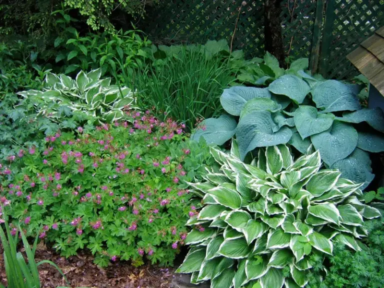 Your Hosta Bed Looks Flat On Its Own – 13 Shade Companions That Make Every Leaf Look Fuller