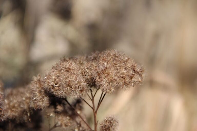 Leave These 13 Perennials Standing All Winter And The Birds Will Thank You For It