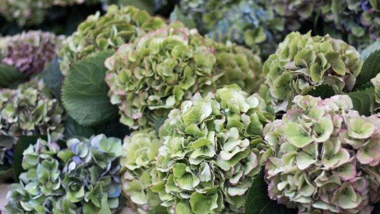 If Your Hydrangea Blooms Turned Green And Papery Early, Here’s What That Tells You Before Winter