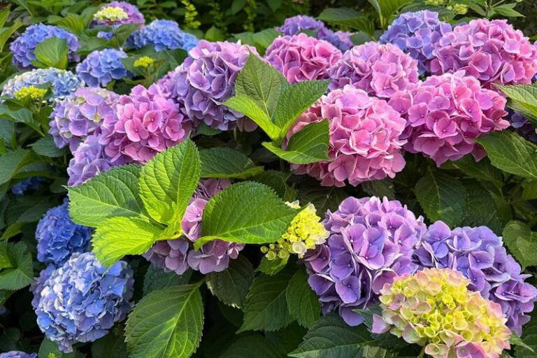 How to Identify an Unknown Hydrangea Before Deciding Whether to Prune