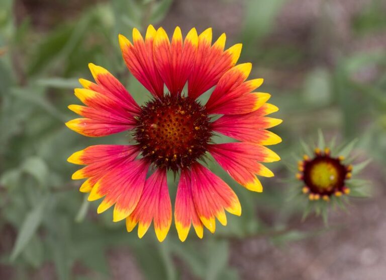 The North Carolina Perennials That Bounce Back Bigger Next Spring After A Brutal Dry Year