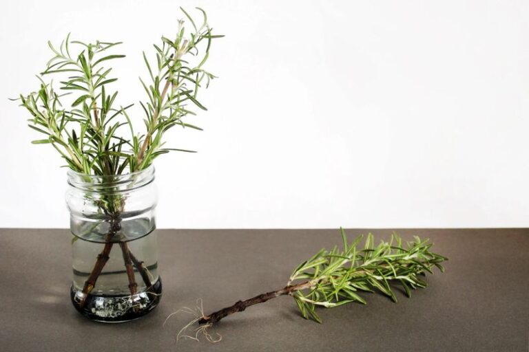 Fall Rosemary Cuttings Can Root and Grow Indoors, But Success and Winter Growth Are Not Guaranteed