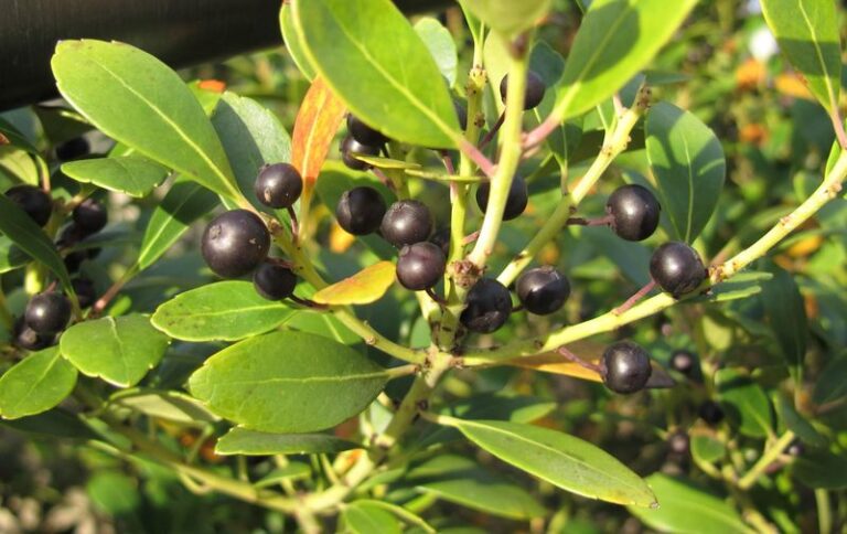 These Underrated North Carolina Native Shrubs Fill Shady Corners And Keep Berries For Birds Until Spring