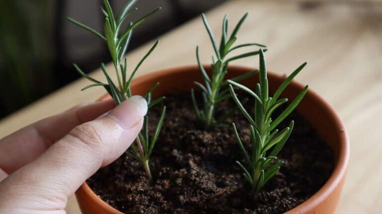 How to Propagate Rosemary From Cuttings: What to Expect and How to Help Them Root