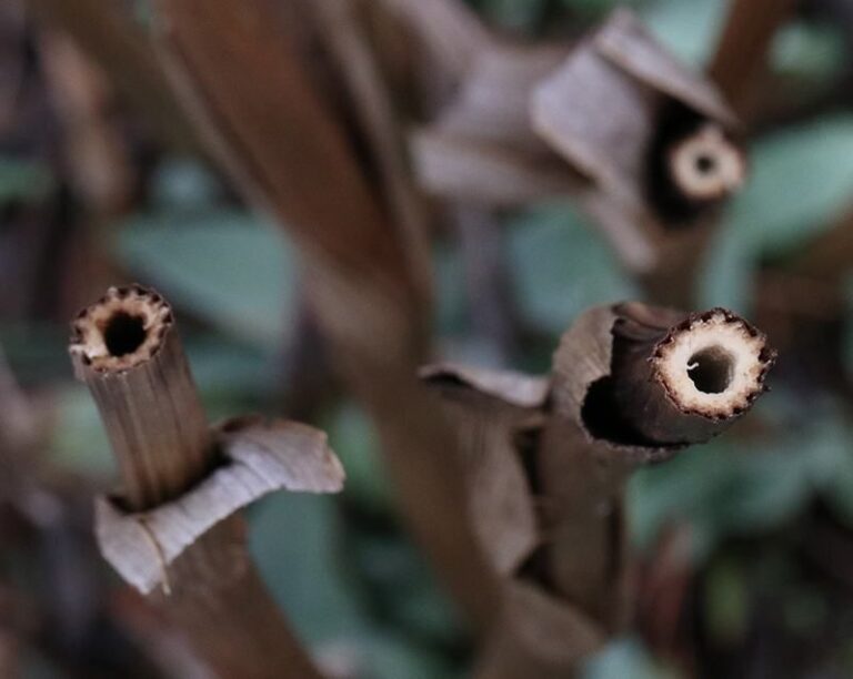 When to Cut Back Native Perennial Stems in North Carolina: Leave Stubs for Bees