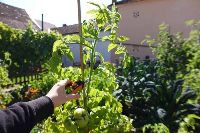Topping Your Tomato Plants Late in the Season: When and How to Cut Indeterminate Vines Before Frost