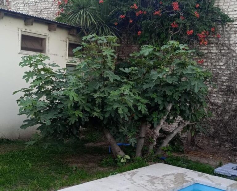When North Carolina Fig Trees Need Winter Protection