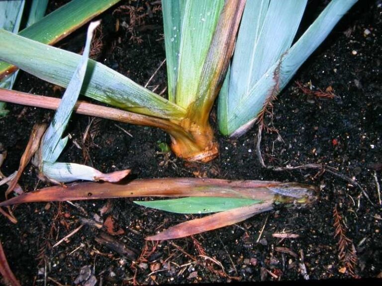 Bearded Iris Rhizomes Rot Over Winter When You Skip These 6 Quick Fall Jobs