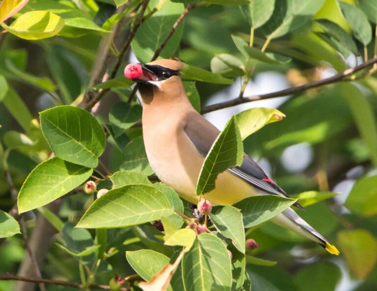 Planting a Serviceberry in Your North Carolina Yard This Fall Could Feed Your Birds in Late Spring