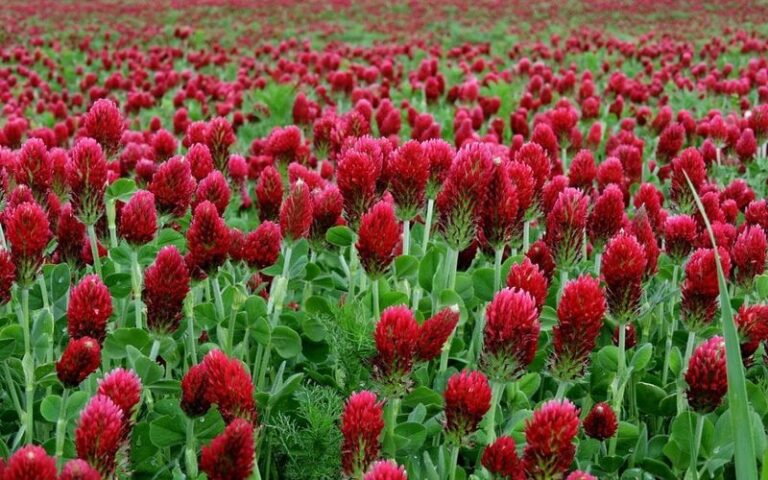 Why North Carolina Gardeners Might Consider Crimson Clover for Empty Vegetable Beds Before Winter