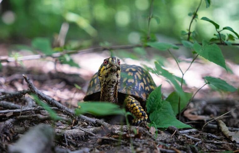 The Everyday Yard Chores That Hurt North Carolina Box Turtles More Than Any Predator
