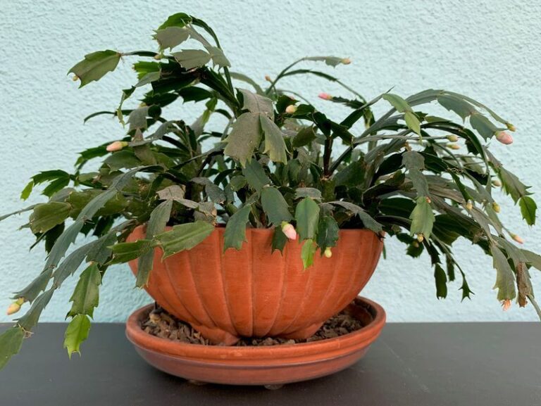 Wrinkled Christmas Cactus Segments? Check the Mix and Drainage Before You Water