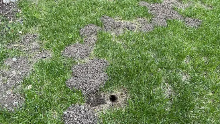 What It Really Means When Your North Carolina Lawn Feels Spongy Underfoot This Fall