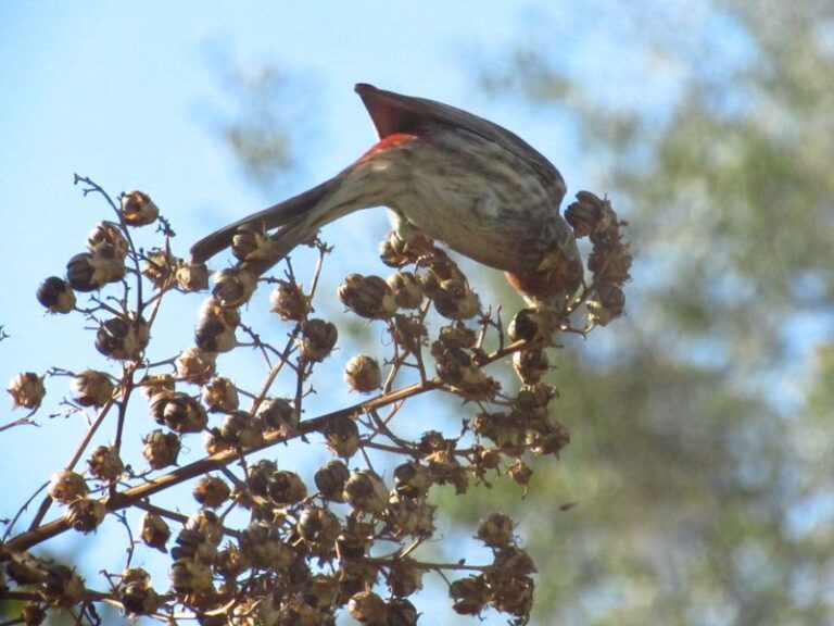 Those Crape Myrtle Seed Pods Hanging On Your North Carolina Branches Have A Job To Do This Winter