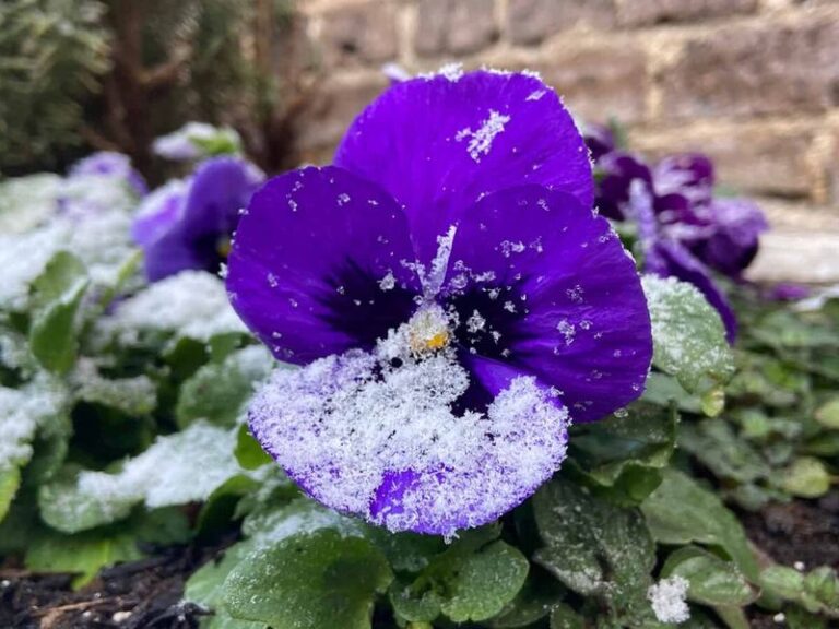 Plant Your North Carolina Pansies This Month And They Bloom Straight Through The Coldest Winter Weeks