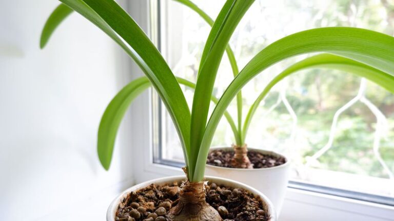 Saved Amaryllis Bulb Rebloom: Why a Rest Starting This Week Won’t Guarantee Christmas Flowers