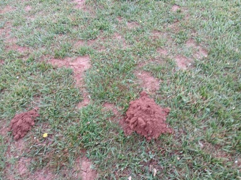 Those Mole Tunnels Ridging Your North Carolina Lawn This Fall Point To Healthy Soil Underneath