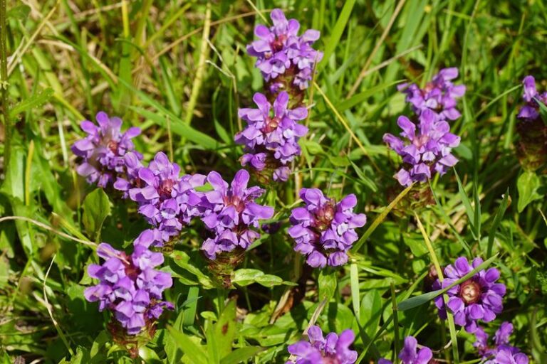 That Tiny Purple Weed Hiding In Your Lawn Is Called Self-Heal, And Generations Kept It For Scrapes