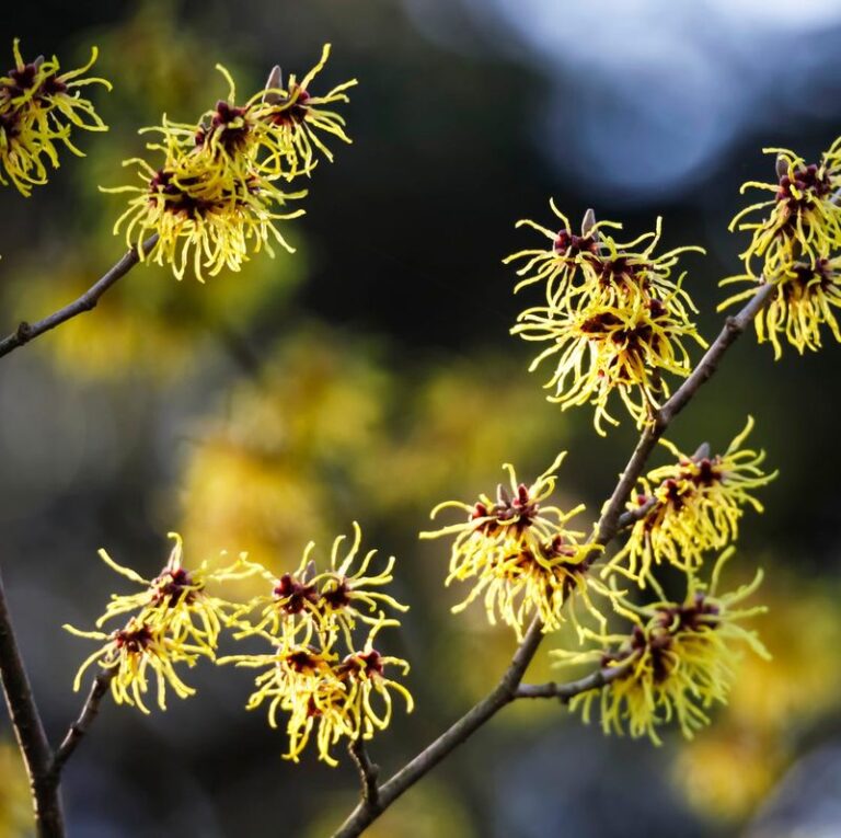 17 Shrubs You Plant Once And Never Have To Prune, Spray, Or Baby Again